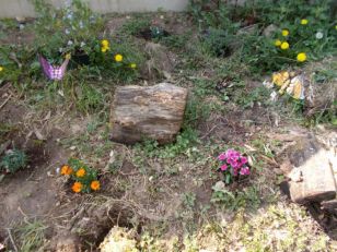 Butterfly Garden
